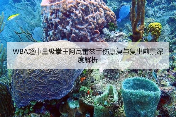 WBA超中量级拳王阿瓦雷兹手伤康复与复出前景深度解析