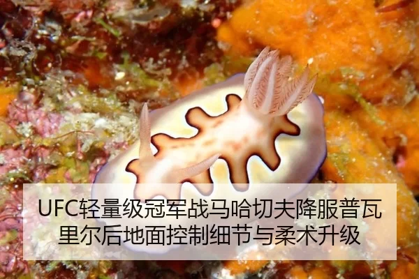 UFC轻量级冠军战马哈切夫降服普瓦里尔后地面控制细节与柔术升级